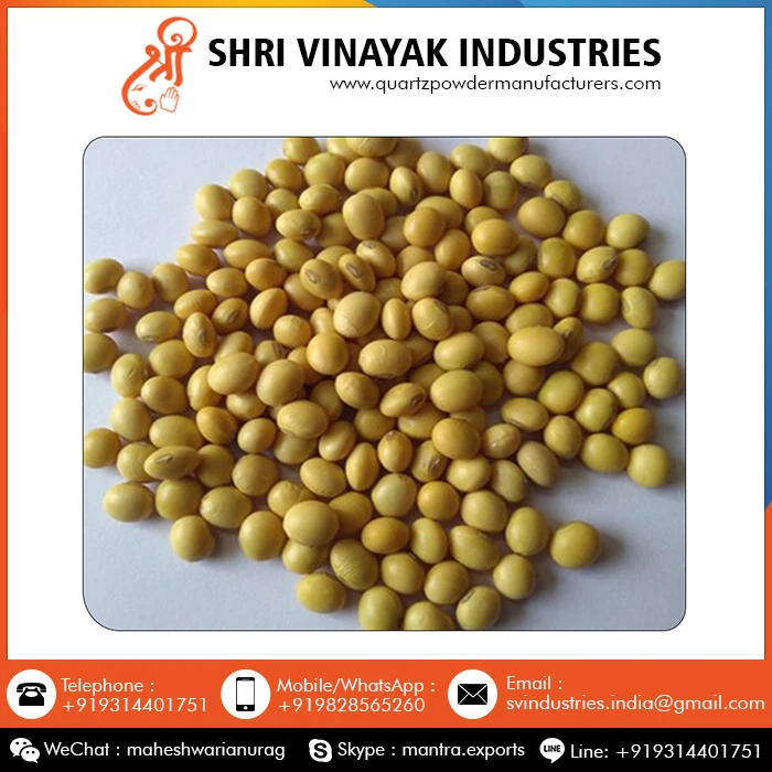 High Protein Organic Soybean Seeds Buy Organic Soybeans Soybean