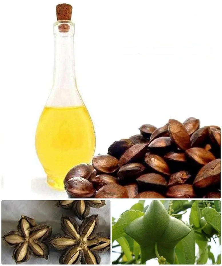 food & beverage  seasonings & condiments  seasoning oil   sacha