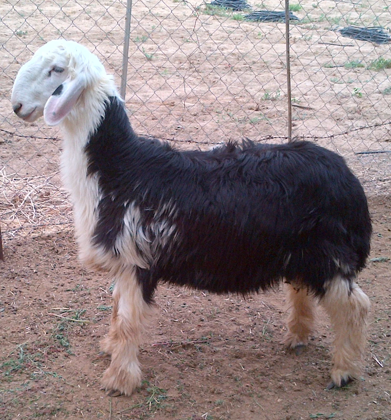 
Najdi sheep,cow,camel,sheeps,goat,ox,bull 