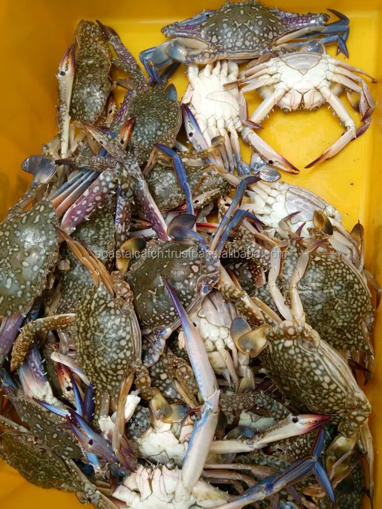 blue swimming crab 3.jpg