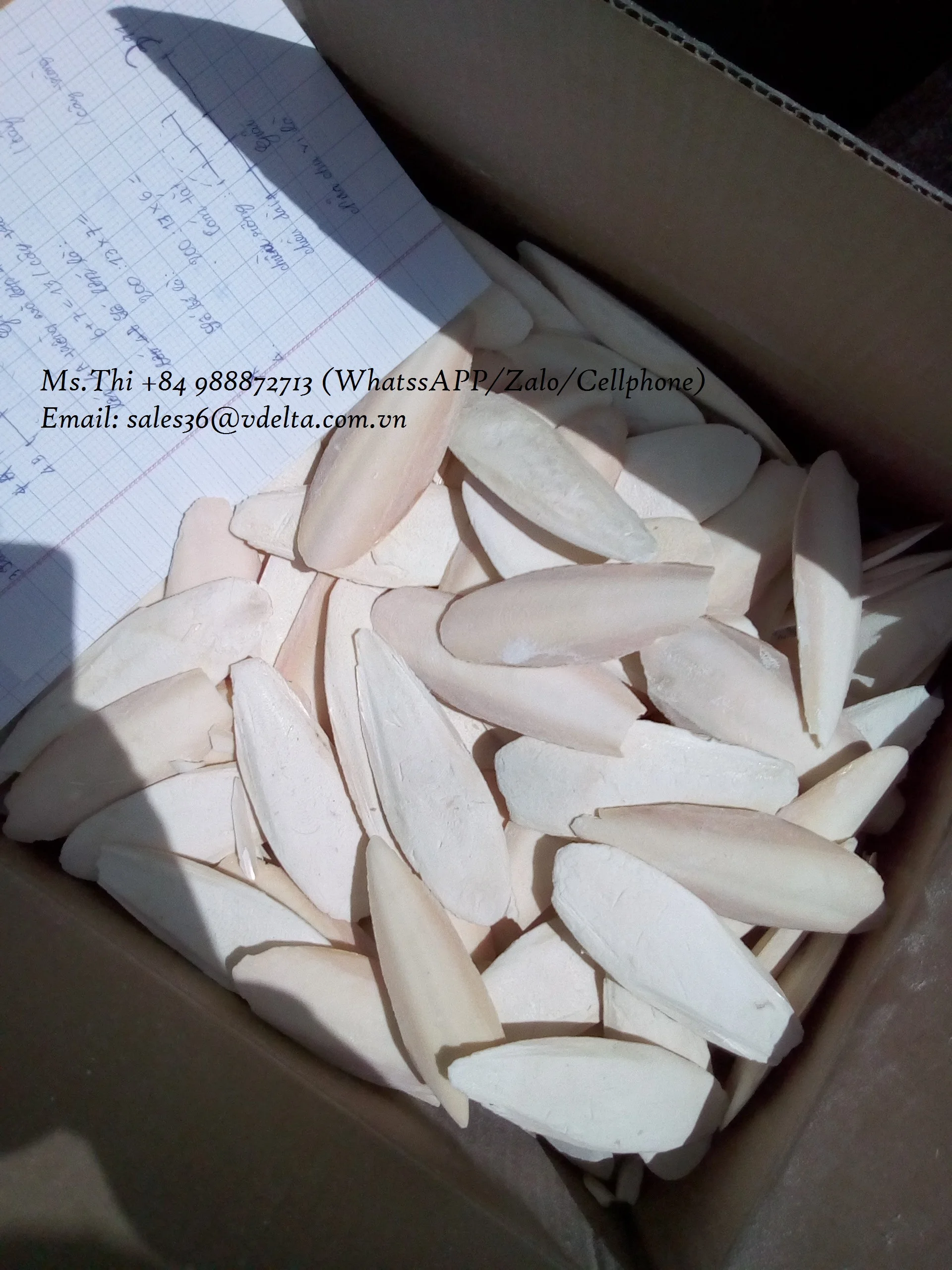 HOT SALE CUTTLEFISH BONE IN BULK/ CUTTLEBONE FOR FEED FOOD(Ms.Thi Nguyen +84 988 872 713)