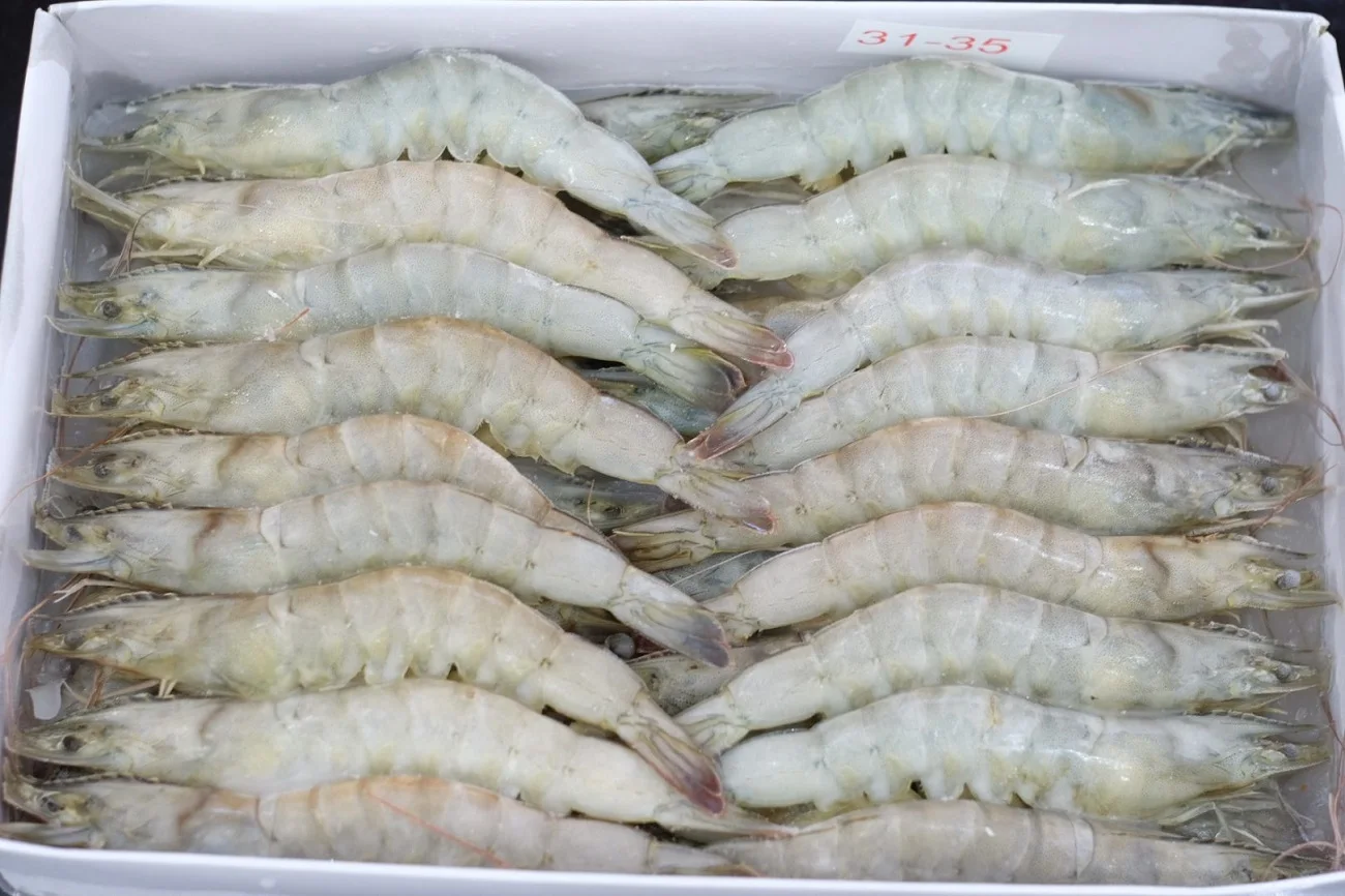 Frozen Vannamei White Shrimp Export Vietnam,Japan,Korea Buy White Shrimp Black Tiger Shrimp