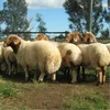 Fat Tail Awassi Livestock Sheep