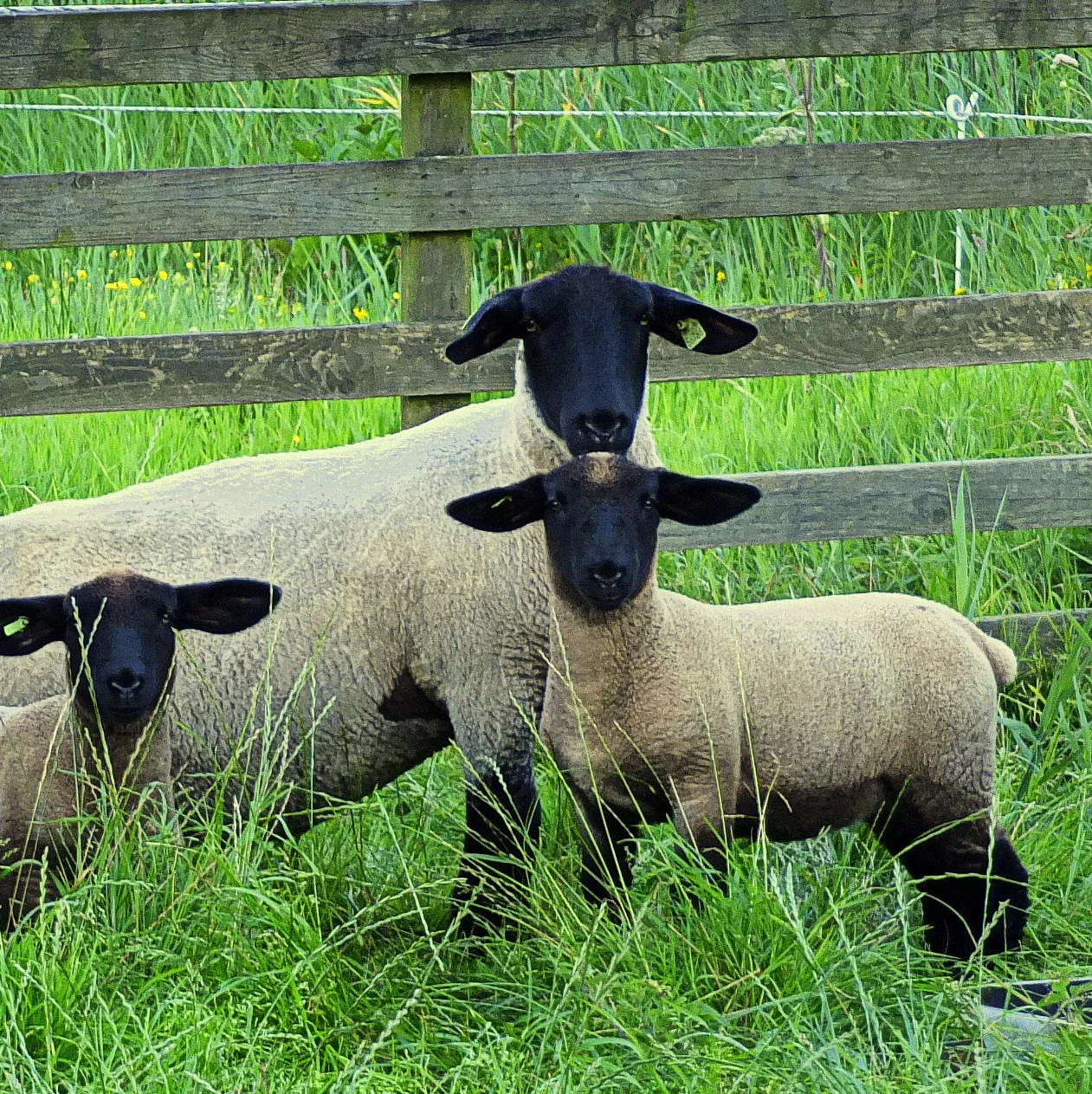 
Suffolk sheep,cows,camels,sheep,goats,ox,bull 