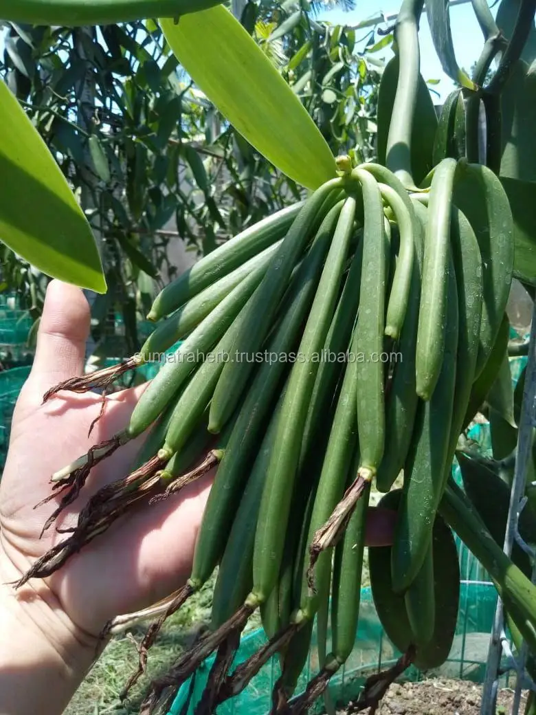 
High Quality 14-18 cm Grade A Black Vanilla Beans with Good Price 