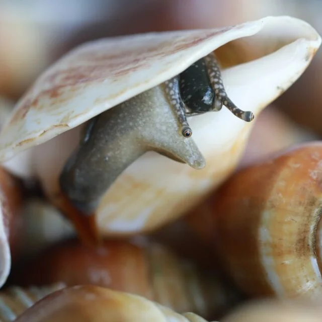 
Live Sungsuwan Large Wing Shell Delicious Seafood from Thailand 