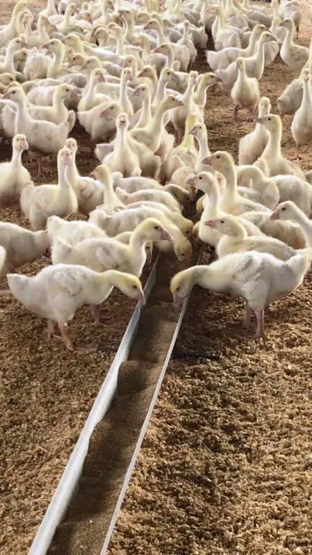 
Live Pekin Duck chicks from Turkey 
