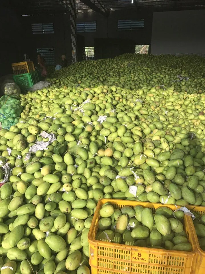
Vietnam Soft Dried Mango 100% Natural Mango 