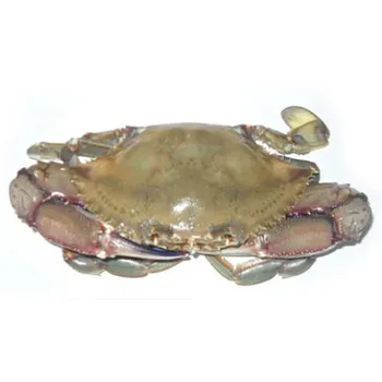 
Selling Fresh Blue Swimming Crabs/Blue sea crab  (1600067787987)