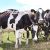 /product-detail/heifers-livestock-holstein-cattle-milking-devon-cattle-pregnant-dairy-cattle-for-sale-pregnant-holstein-heifer-cows-62010329774.html