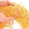 Agro commodities such as soya bean,yellow maize,sorghum,etc,seafood and herbs for medicinal