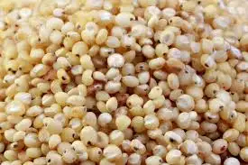 Quality white sorghum