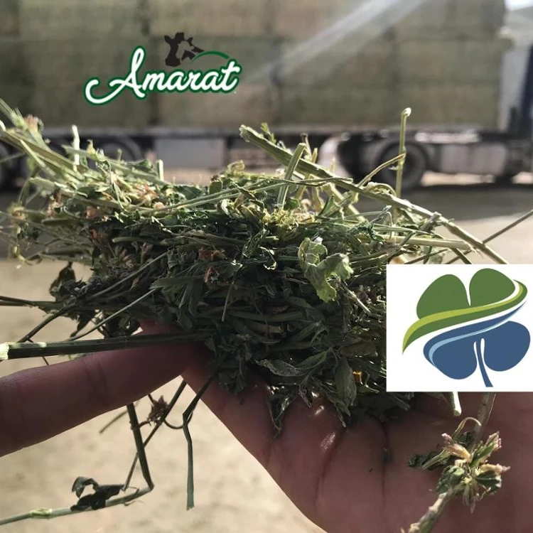 
Turkish Alfalfa, Turkish Lucerne, Turkish Clover 