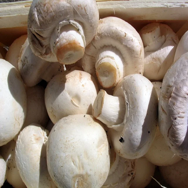 Champignons_Agaricus.jpg