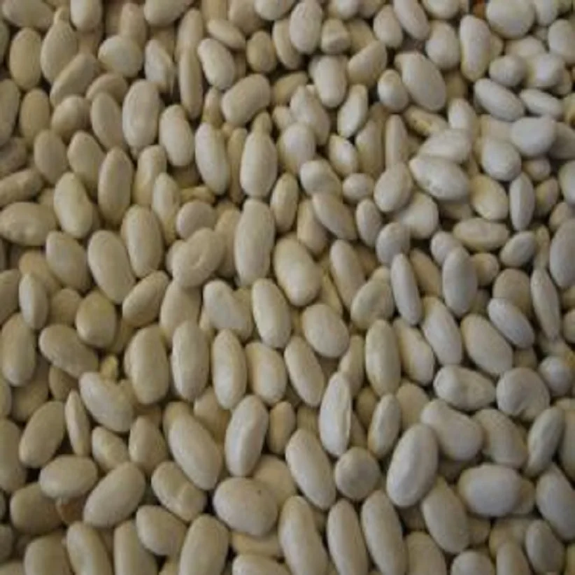 
white beans good quality competitive price 