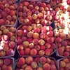 Export fresh peach with high quality