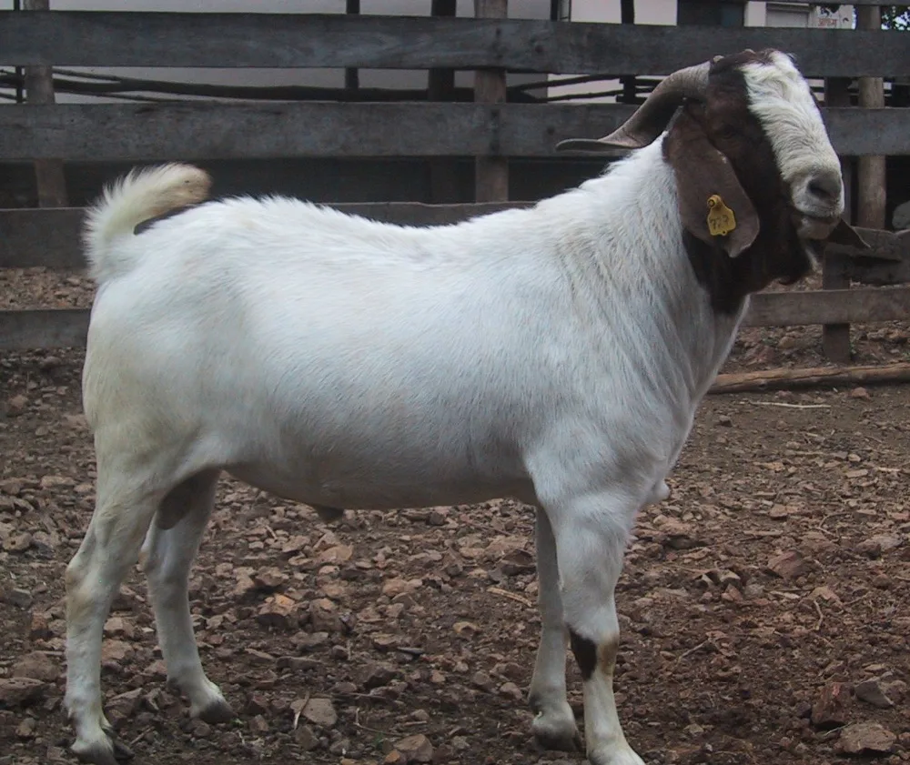 
malta goat (maltese goat) Live stock Bred Boar Goats 