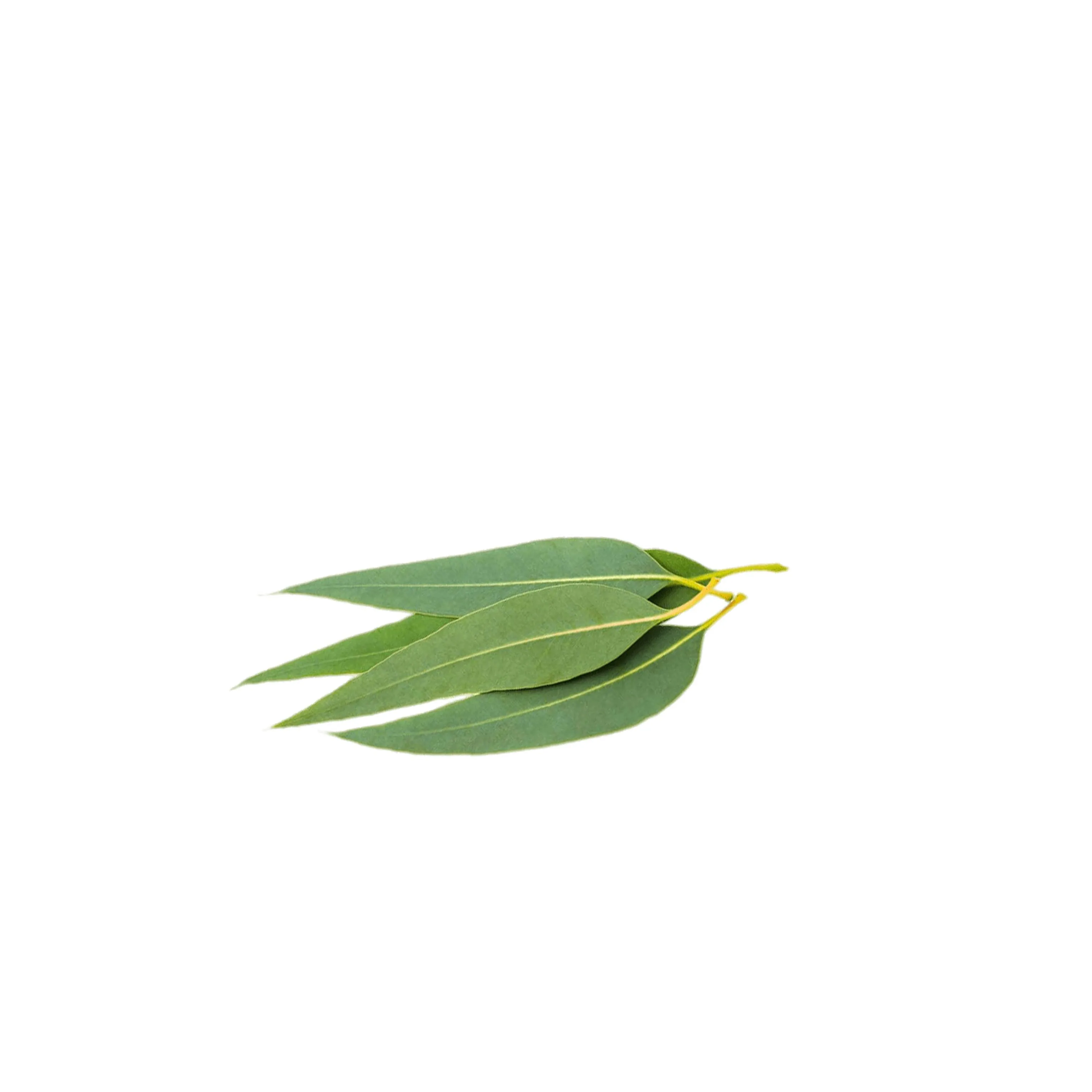 
Bulk Sale 100% Natural Moroccan Black Soap with Eucalyptus oil 1Kg Jars - Bathing Soap- Premium Quality 