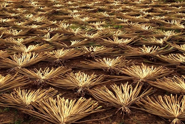 热卖干燥干燥水葫芦从越南 (ms.李: 0084987731263)