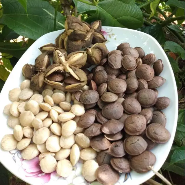 Sacha Inchi Nut White Nut For Making Oil - Buy Sacha Inchi,White Sacha ...