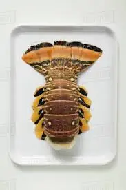 
Whole Fesh Slipper Lobster - best tasted 