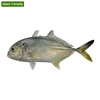 Excellent Seafood Clean Frozen Fish Giant Trevally for Bulk Purchase