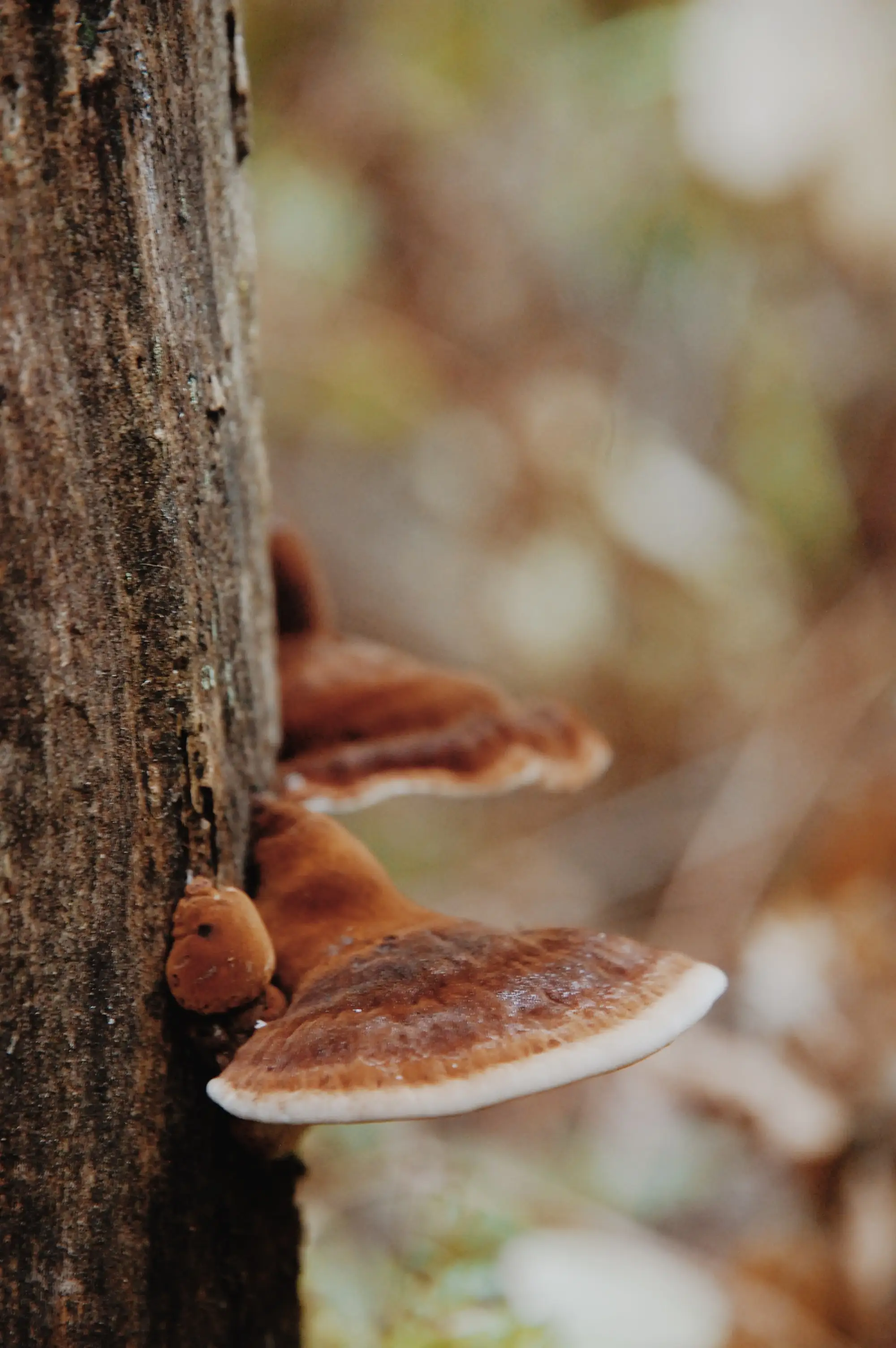 pro-life reishi mushroom | support immunity, blood fat levels