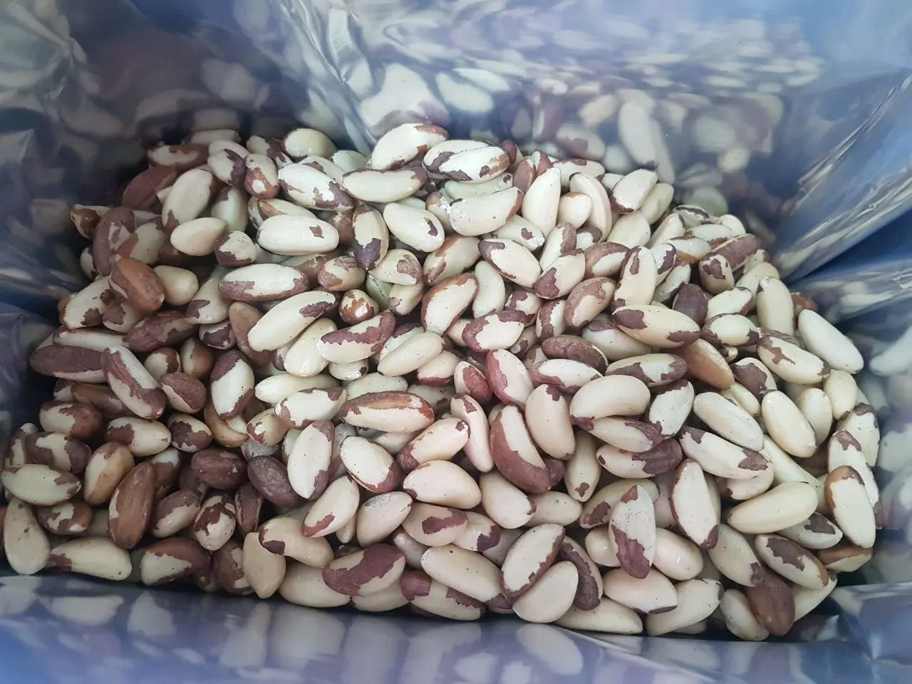 Brazil Nut.jpg