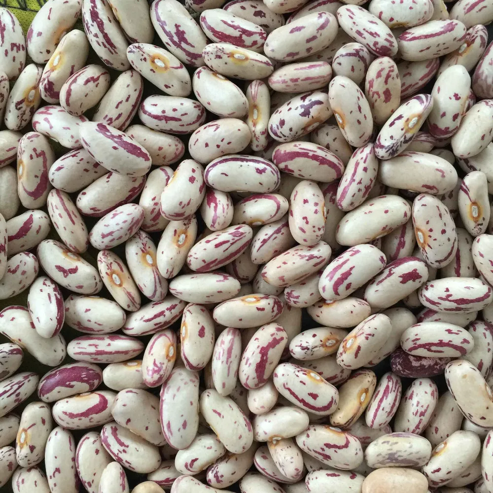 white kidney bean wholesale cheap price