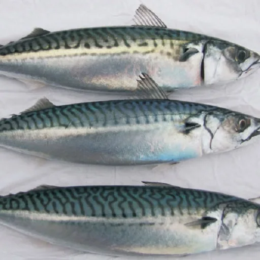 高品质冷冻竹荚鱼鱼 Buy Atlantic Mackerel Fish Product on