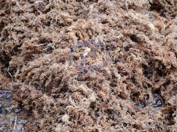 sphagnum moss dehydrator