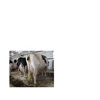 /product-detail/heifers-livestock-holstein-cattle-cheaper-sales-here--62011683789.html