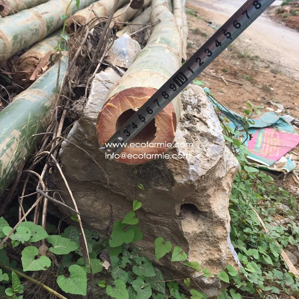 
Solid dried bamboo poles for gardening and construction from Vietnam 