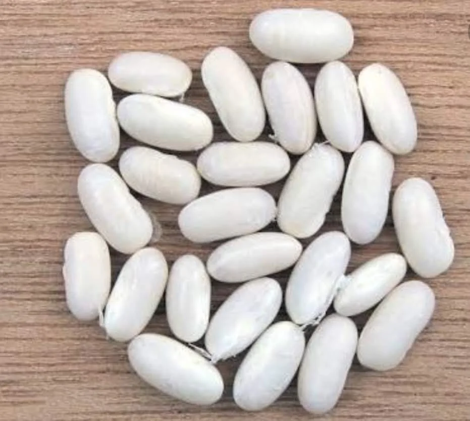 
White Kidney bean Egypt 