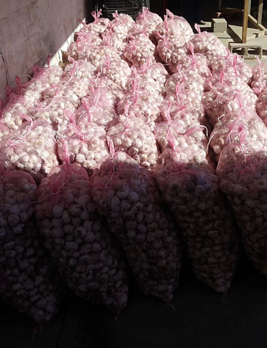 
Fresh natural white garlic/ 2020 Harvest/ Top quality garlic/ 