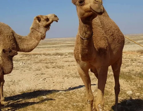 
Shall camels 