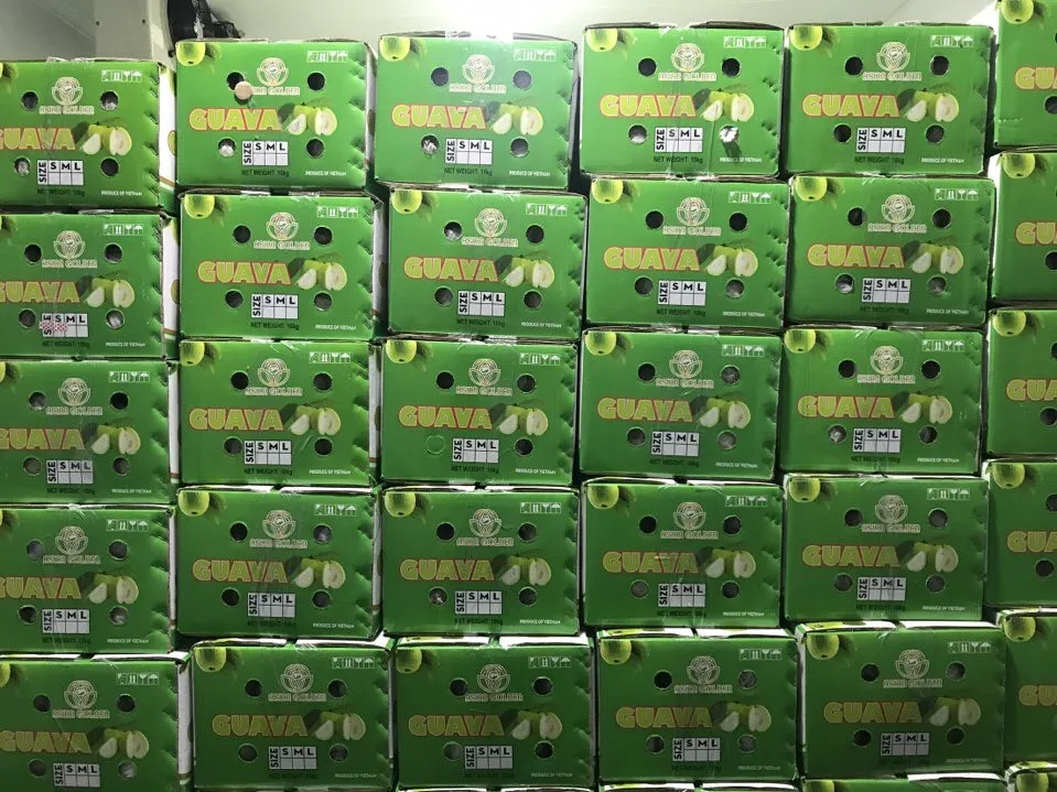 
Newest 2020 fresh guava export origin from Vietnam package in carton box 5kg 9kg 9.5kg 10kg net weight 