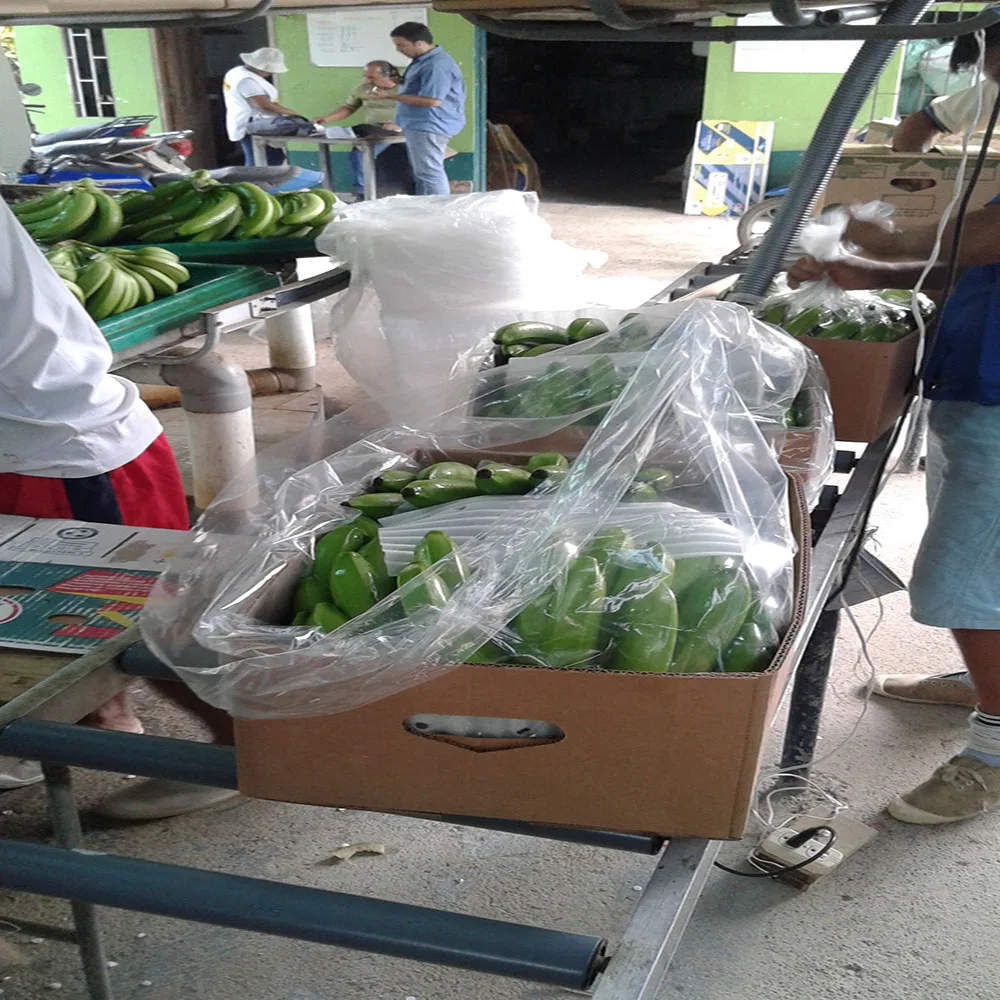 
BANANAS Premium quality 