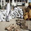 Sun Dried salted/unsalted donkey hides, Cow Hides, sheep Hides.