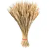 100 Stems Large Dried Natural Wheat Sheave Bundle Dried Flowers With Autumn Arrangements Dry Grass Bouquet Decoration(test)