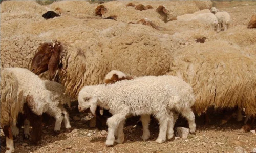 
Awassi sheep 
