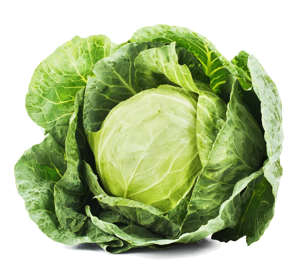 
Wholesale bulk export prices per ton green fresh frozen cabbage for sale 