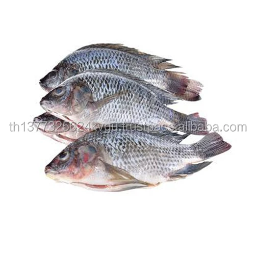 tilapia fingerlings for sale