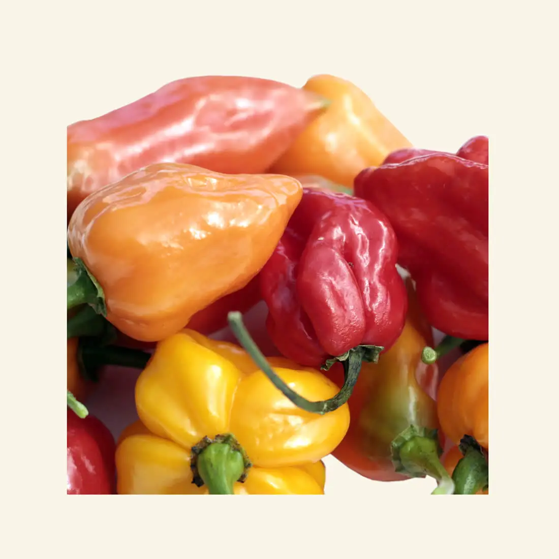 fresh habanero chili peppers