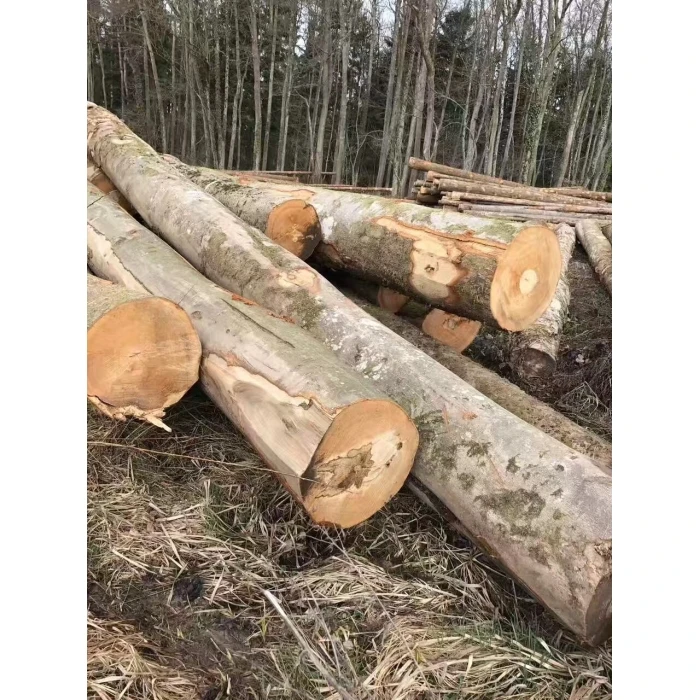 BEECH LOGS.jpg