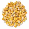 /product-detail/dried-yellow-corn-yellow-maize-for-animals-consumption-62014529655.html