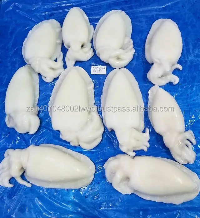 Bebe Congele Seiche Entiere Entier Propre Buy Exportateurs De Bebe Congele Seiche Entier Tout Propre Fournisseurs En Gros De Bebe Congele Seiche Entier Tout Propre Bebe Congele Seiche Entier Tout Propre Pour Vente Product On Alibaba Com