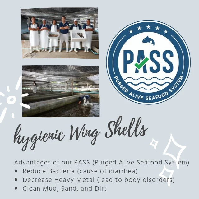 
Live Sungsuwan Large Wing Shell Delicious Seafood from Thailand 