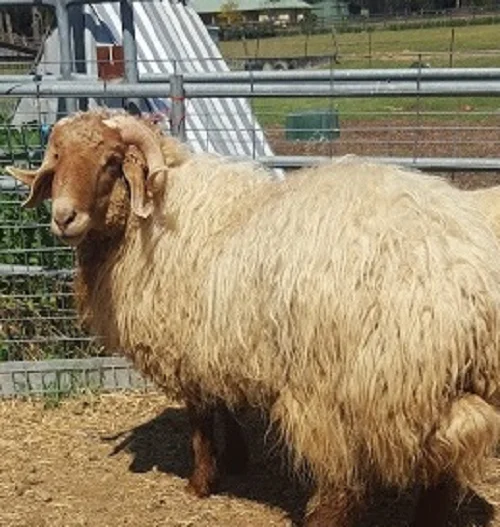 
Awassi sheep 