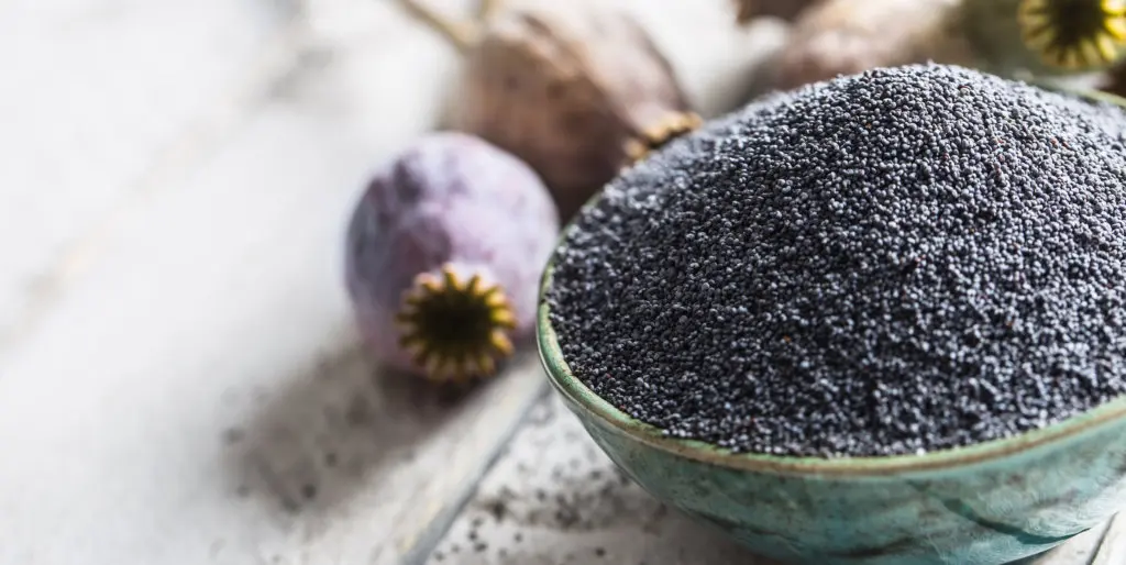 China Blue Poppy Seed Buy China Blue Poppy Seeds Chin Blue Poppy